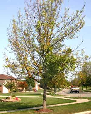 Declining Ash Tree - Emerald Ash Borer