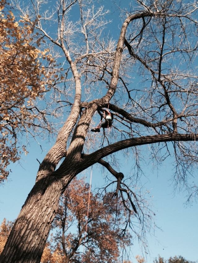 Tree Services of Omaha - Facebook