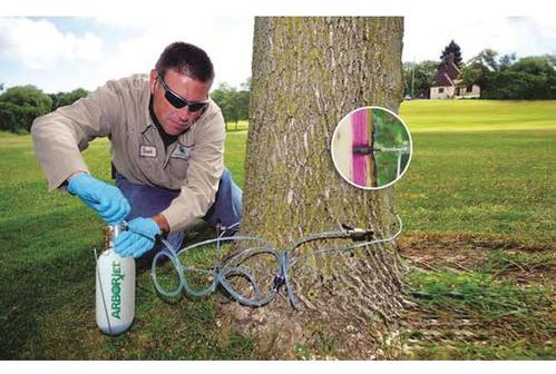 Emerald Ash Borer - Omaha, Nebraska