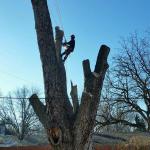 Tree Services of Omaha is a full service tree care provider in Omaha, Nebraska offering tree removal, tree trimming, stump removal, stump grinding, tree health care, and arborist consultations.