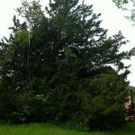 Tree Services of Omaha is a full service tree care provider in Omaha, Nebraska offering tree removal, tree trimming, stump removal, stump grinding, tree health care, and arborist consultations.