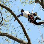 Tree Services of Omaha is a full service tree care provider in Omaha, Nebraska offering tree removal, tree trimming, stump removal, stump grinding, tree health care, and arborist consultations.